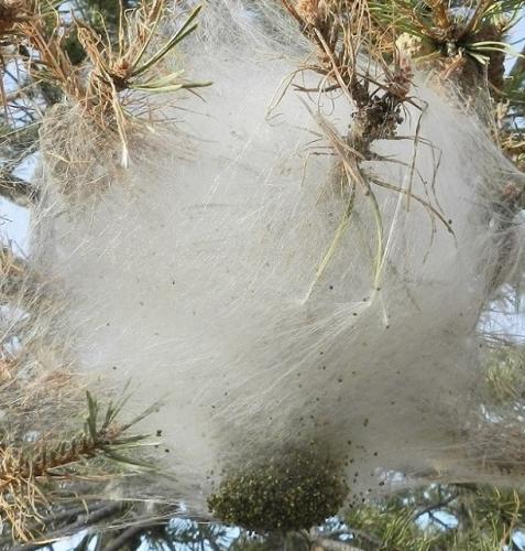 Thaumetopoea pityocampa